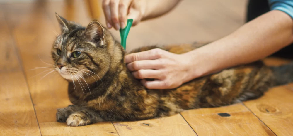 How to Treat Fleas in Cats Naturally: Safe and Effective Solutions