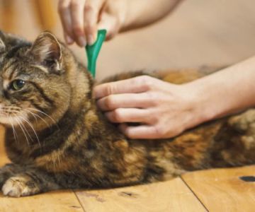 How to Treat Fleas in Cats Naturally: Safe and Effective Solutions