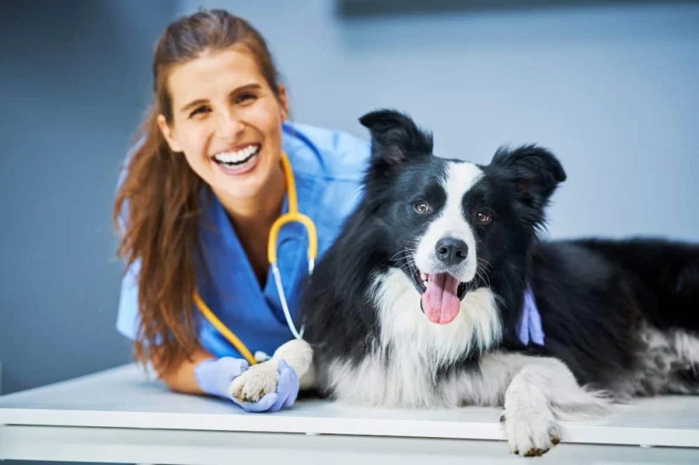 How Long Does It Take to Become a Veterinary Surgeon? A Complete Guide to the Path of a Vet