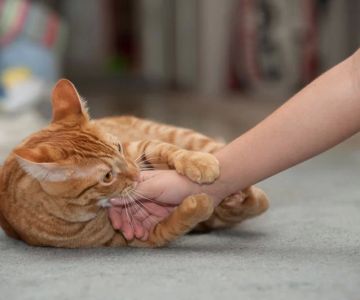 How to Help a Cat Stop Biting When Playing