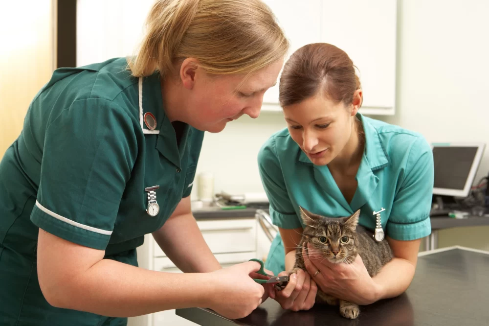 A Brief Description of a Veterinarian: Understanding the Role and Services They Provide