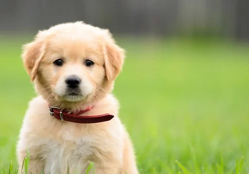 How to Train Your Dog to Use the Bathroom Outside