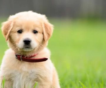 How to Train Your Dog to Use the Bathroom Outside