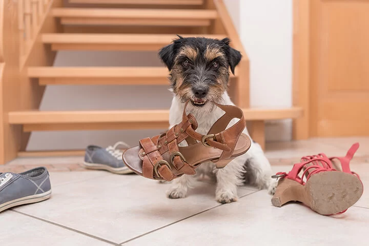 How to Help a Dog Adjust to a New Home: A Step-by-Step Guide