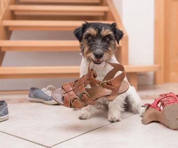 How to Help a Dog Adjust to a New Home: A Step-by-Step Guide