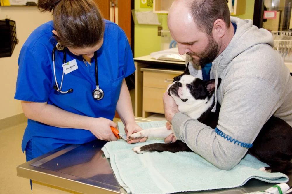 Do We Report a Cocaine Toxicity in a Veterinary Clinic? How to Handle Drug Poisoning in Pets