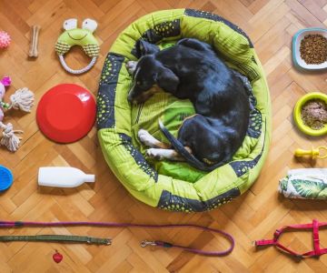 Pet Travel Accessories for Long Trips: Must-Have Items for Your Dog