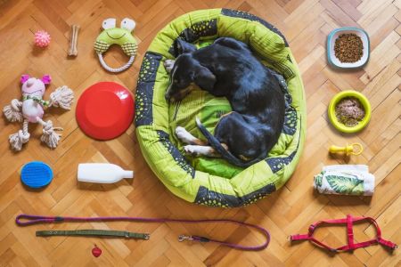 Pet Travel Accessories for Long Trips: Must-Have Items for Your Dog