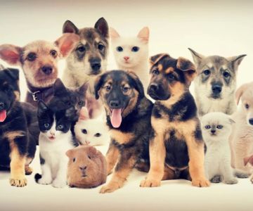 The Ultimate Guide to Pet Adoption in the U.S. – Process, Tips, and What You Need to Know