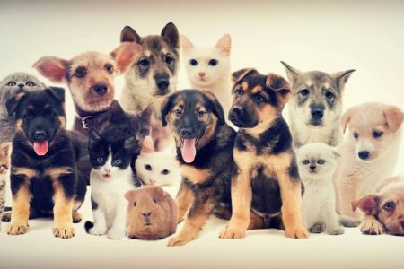 The Ultimate Guide to Pet Adoption in the U.S. – Process, Tips, and What You Need to Know