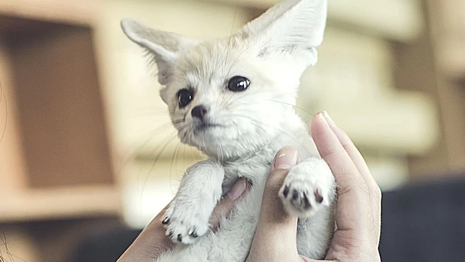 Nutritional Needs of Exotic Pets: A Complete Guide for Pet Owners