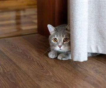 How to Stop Your Cat from Hiding All the Time: Expert Tips for Cat Owners