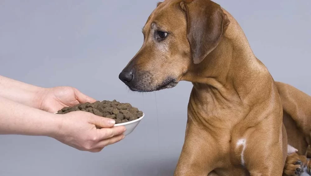 Vet-Recommended Dog Food for Arthritis: Best Options for Your Dog's Joint Health