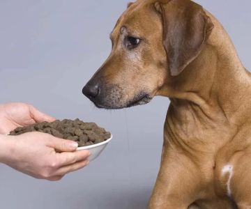 Vet-Recommended Dog Food for Arthritis: Best Options for Your Dog's Joint Health