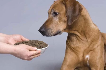 Vet-Recommended Dog Food for Arthritis: Best Options for Your Dog's Joint Health