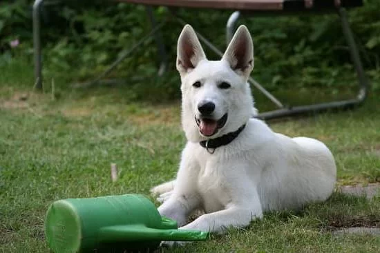 Training Your Dog to Stop Barking at the Door: A Step-by-Step Guide