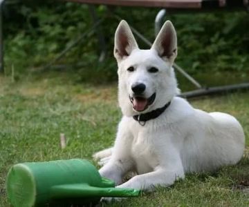 Training Your Dog to Stop Barking at the Door: A Step-by-Step Guide