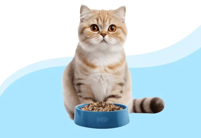 Best Cat Food for Weight Management: Keep Your Cat Healthy and Fit