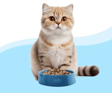 Best Cat Food for Weight Management: Keep Your Cat Healthy and Fit