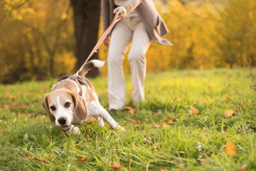 How to Train Your Dog to Stop Pulling on the Leash During Walks