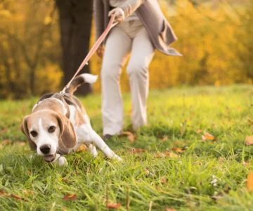 How to Train Your Dog to Stop Pulling on the Leash During Walks