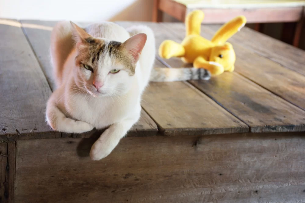 Why is My Cat Losing Interest in Favorite Activities? Understanding the Behavior