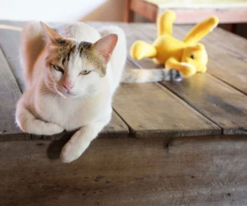 Why is My Cat Losing Interest in Favorite Activities? Understanding the Behavior