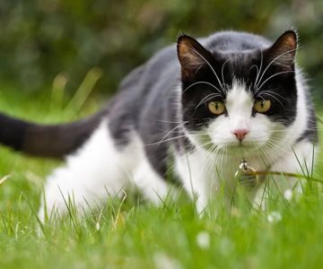 Why Is My Cat Not Responding to Usual Interactions? Understanding Behavior Changes