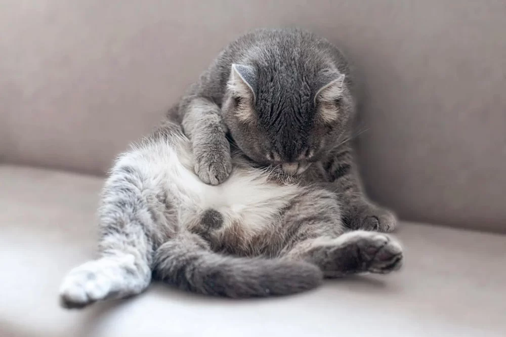 Why Is My Cat Licking Its Belly and Legs Excessively? Causes and Solutions