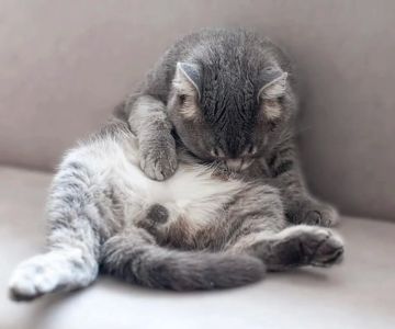 Why Is My Cat Licking Its Belly and Legs Excessively? Causes and Solutions