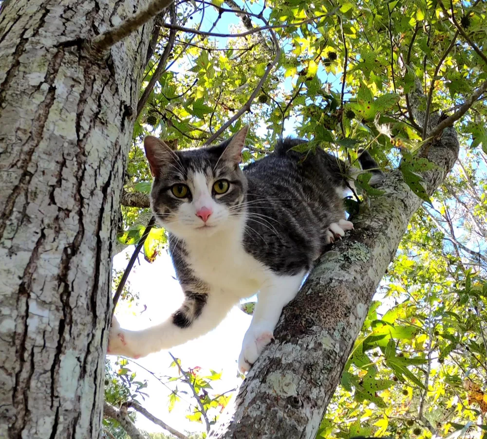 What to Do If Your Cat Is Limping After Climbing Trees
