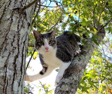 What to Do If Your Cat Is Limping After Climbing Trees