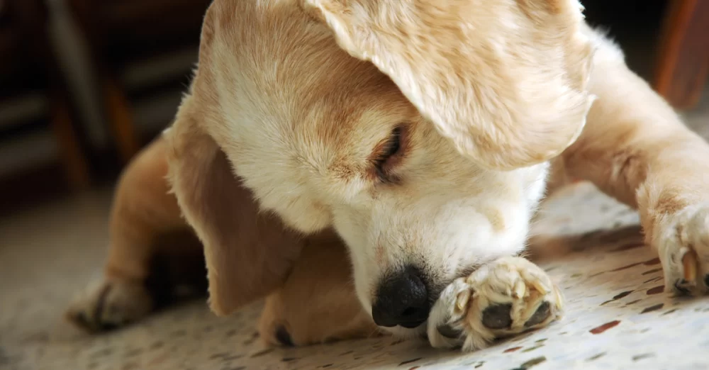 Why Is My Dog Scratching Its Paws Excessively? Solutions for Your Pup's Itching