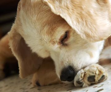 Why Is My Dog Scratching Its Paws Excessively? Solutions for Your Pup's Itching