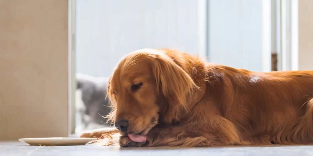 Why Does My Dog Lick Its Paws Excessively? Understanding and Addressing the Behavior