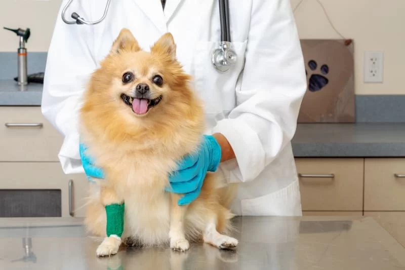 Why Is My Dog Limping After Jumping? Understanding the Causes and Solutions