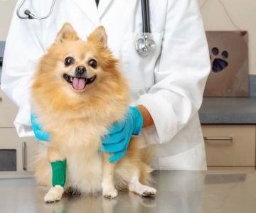 Why Is My Dog Limping After Jumping? Understanding the Causes and Solutions