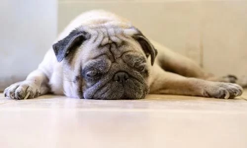 Why Is My Dog Lethargic and Not Eating? Understanding the Causes and Solutions