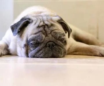 Why Is My Dog Lethargic and Not Eating? Understanding the Causes and Solutions