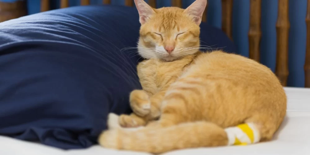 Understanding and Treating a Cat's Swollen Tail and Stiffness