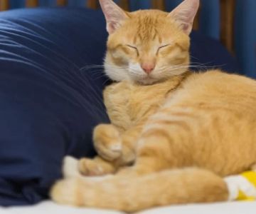 Understanding and Treating a Cat's Swollen Tail and Stiffness