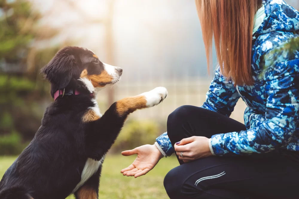 Best Dog Training Methods for Puppies: Effective Tips and Techniques
