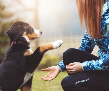 Best Dog Training Methods for Puppies: Effective Tips and Techniques