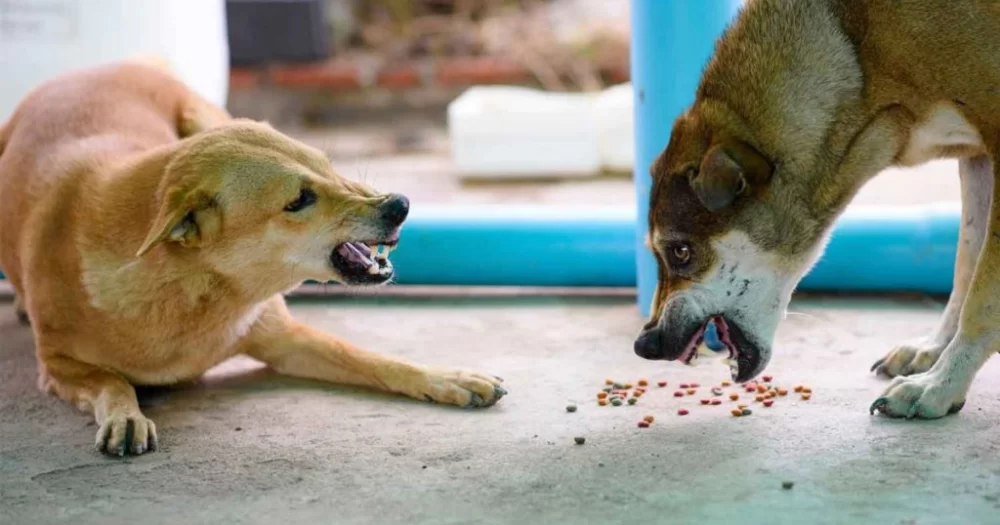 How to Stop a Dog from Being Aggressive Towards Other Dogs: Proven Methods and Solutions