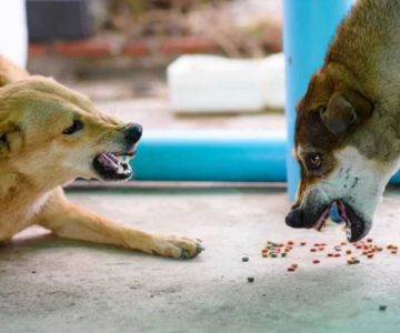 How to Stop a Dog from Being Aggressive Towards Other Dogs: Proven Methods and Solutions