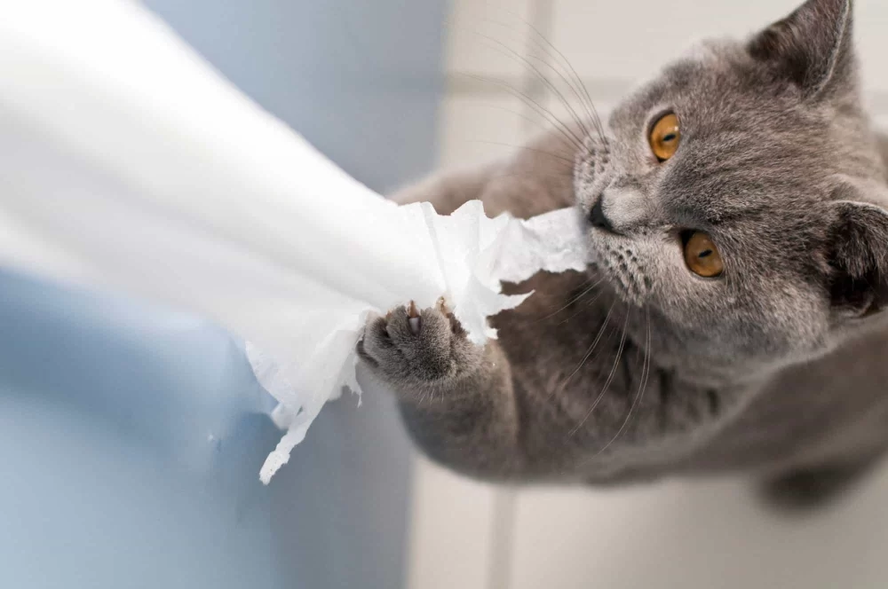 How to Prevent and Fix Destructive Behavior in Cats: A Guide for Pet Owners