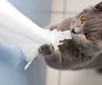 How to Prevent and Fix Destructive Behavior in Cats: A Guide for Pet Owners