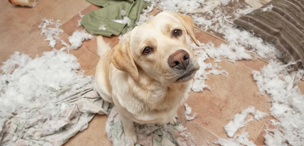 Signs of Anxiety in Pets and How to Help Them Cope