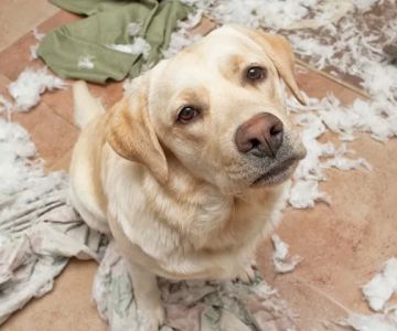 Signs of Anxiety in Pets and How to Help Them Cope