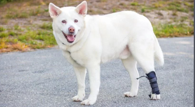 Understanding Why Your Dog Might Be Dragging Its Back Legs